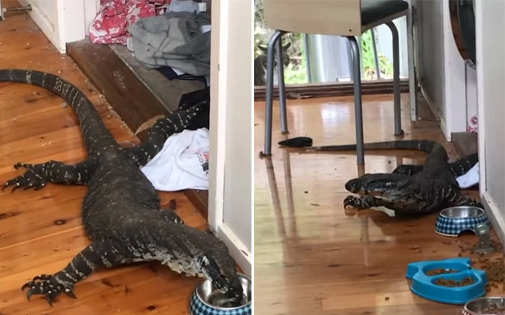 Γύρισαν σπίτι και βρήκαν μια πελώρια σαύρα να τρώει τη… γατοτροφή (βίντεο)